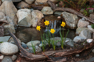 Garden water feature with daffodils v2