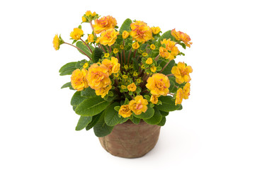 Rosenprimel (Primula rosea)