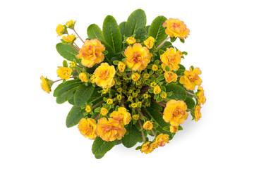 Rosenprimel (Primula rosea)