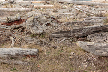 Dramatic exposed grain driftwood patterns and texture with brown beach grass foreground