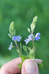 blue small flowers