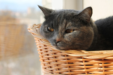 Fototapeta na wymiar pet, grey cat sleeping in basket, favorite cat
