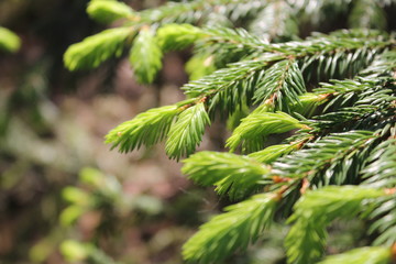 the buds of the fir tree, branches of coniferous tree