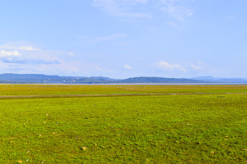 Obraz premium Green fields of pong dam . this is also called wetland of pong dam . This place situated in hkangra district of himachal pradesh in india