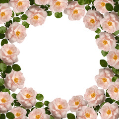 Pink roses on a white background, empty space for text in the center.