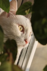 white cat in the grass
