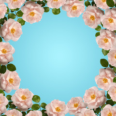 Round frame of flowers. Pink wild roses on blue background