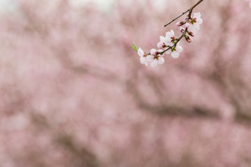 peach blossoms