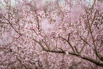 peach blossoms