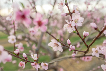 peach blossoms
