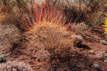 Red branches of midwinter Fire Dogwood