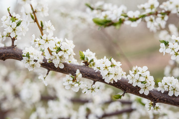 cherry blossoms