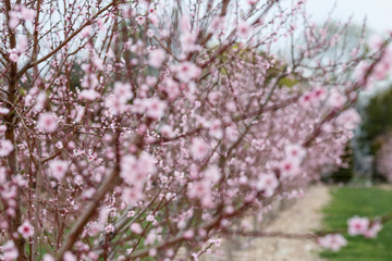 peach blossoms