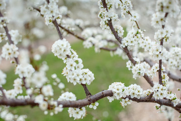 cherry blossoms