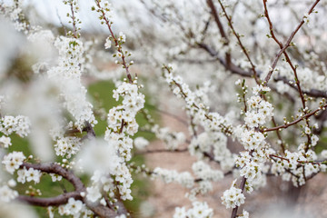 cherry blossoms