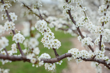 cherry blossoms
