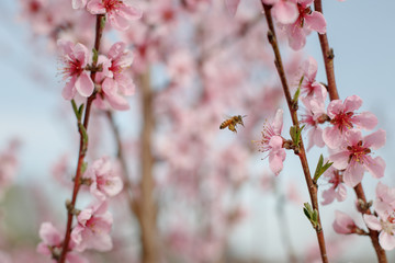 peach blossoms