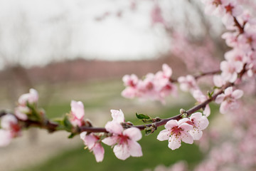 peach blossoms