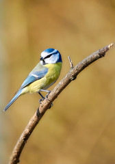 Blue tit (Cyanistes caeruleus) perched on tree branch against natural background