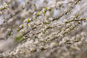 cherry blossoms