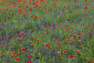 Poppy fields, Castelvecchio Pascoli, Barga, Italy