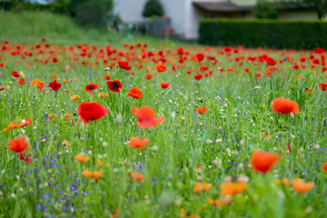 Poppy fields, Castelvecchio Pascoli, Barga, Italy