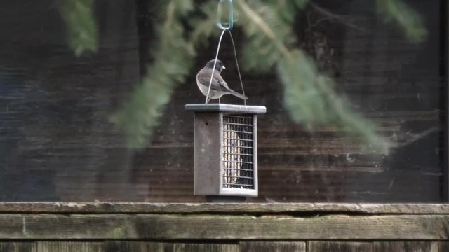 small dark eyed junco bird sitting on feeder