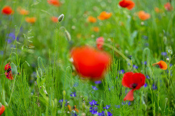 Poppy fields, Castelvecchio Pascoli, Barga, Italy