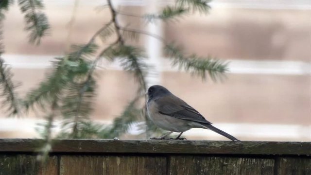dark eyed junco sitting on wooden fence