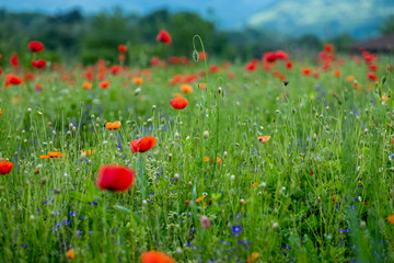 Poppy fields, Castelvecchio Pascoli, Barga, Italy