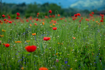 Poppy fields, Castelvecchio Pascoli, Barga, Italy