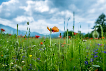 Poppy fields, Castelvecchio Pascoli, Barga, Italy