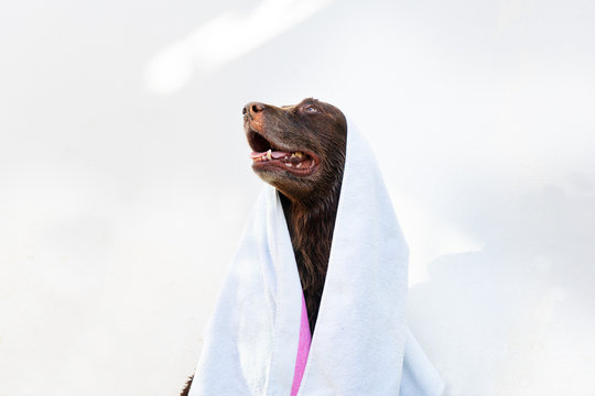 Happy Dog With Towel After Bath