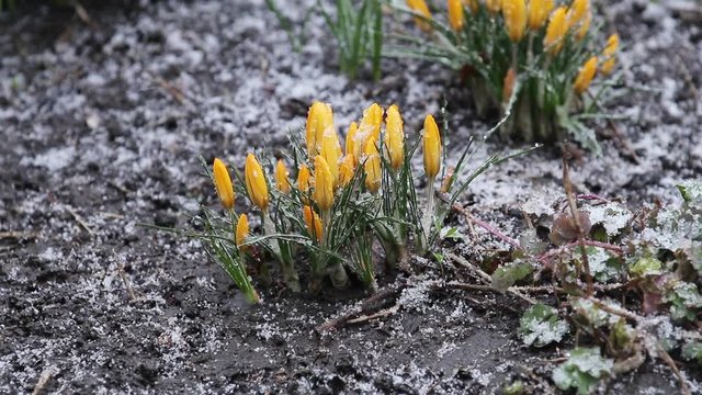 Snow is going over first spring flowers. Yellow crocuses covered with snow on spring's blizzard. Wind, light breeze, clold cloudy spring day, dolly shot, shallow depts of the field, slow motion viveo