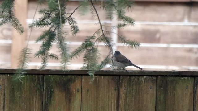 black eyed junco sitting on wooden fence