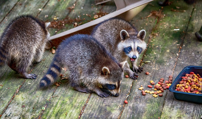 Raccoons three babies