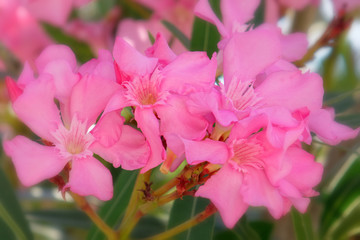 Fototapeta na wymiar pink oleander flowers natural bouquet closeup, slight blurred image border