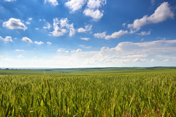 spring landscape - agricultural field with young ears of wheat, green plants and beautiful sky
