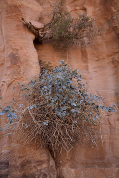 Desert Plants Clinging to Red Sandstone Canyon Wall