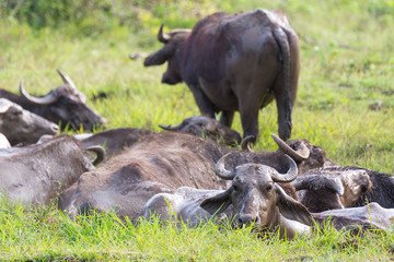 Fototapeta premium Wild water buffalo in its natural environment, Udawalawe National Park, Sri Lanka. Watter buffalos in natural environment.