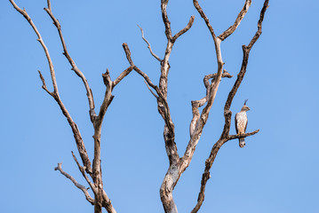 Changeable hawk-eagle / crested hawk-eagle in Udawalawe National Wildlife Park, Sri Lanka. It is a bird of prey species of the family Accipitridae.