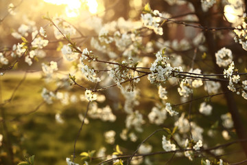 spring season. Spring Cherry blossoms, white flowers.