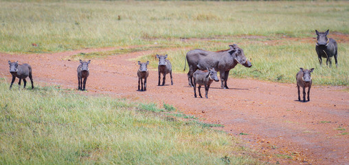Group sounder eight warthogs piglets looking straight forward to camera Kenya