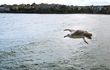 A seagull is flying over the seascape. There are many seagulls living on the sea.