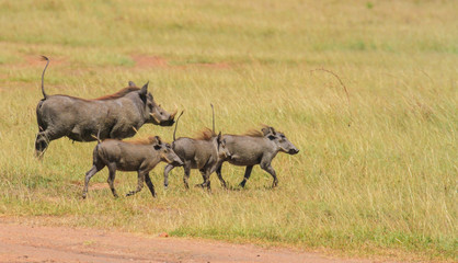 Warthogs running with tails sticking up, sounder group (Phacochoerus africanus) adult with three piglets on grass at Lake Nakuru National Park, Kenya, Africa. Wildlife on African safari © Nicola.K.photos