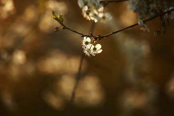 spring season. Spring Cherry blossoms, white flowers.