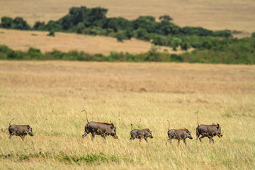 Warthog family of five running on grassland follow the leader with tails up Kenya