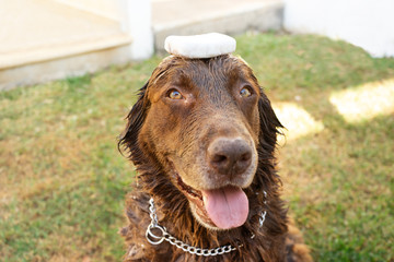 Happy dog taking a bath with soap