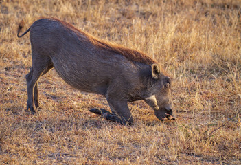 Ugly warthog Phacochoerus africanus with tusks kneeling to graze Lake Nakuru Kenya