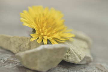 Display of dandelion and pebbles